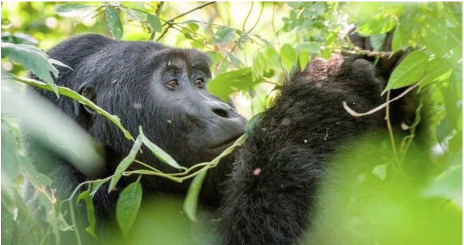 Uganda Tourism jobs.jpg