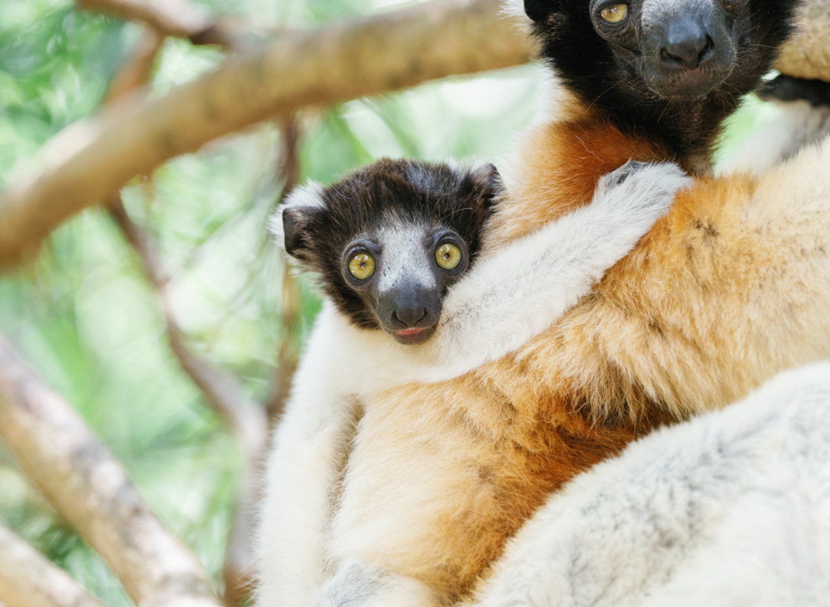 Time + Tide Tsara Komba - Lemur Trekking