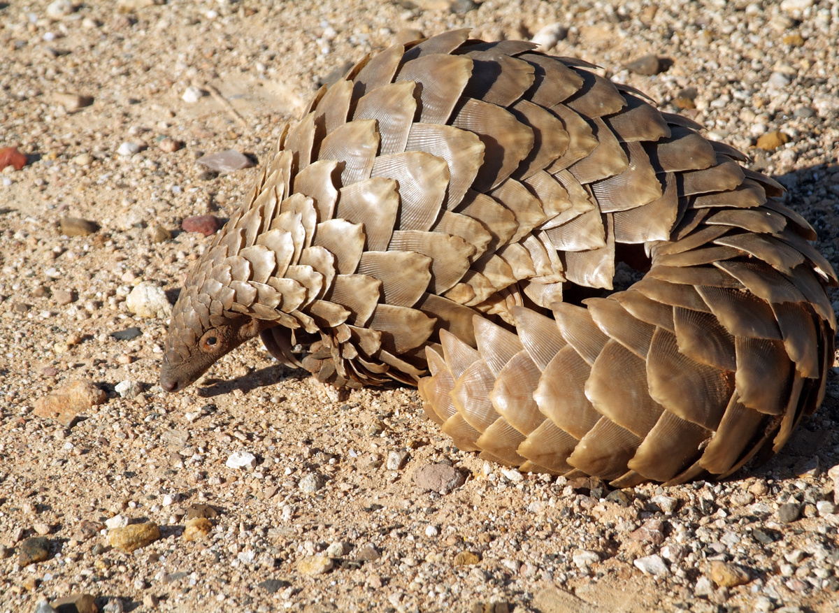 Pangolin 