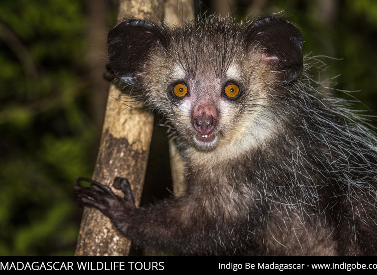 Madagascar_Wildlife_IndigoBe.jpg
