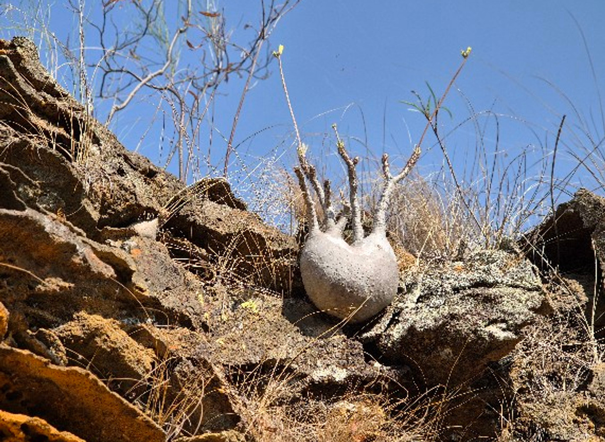 Pachypodium rosulatum