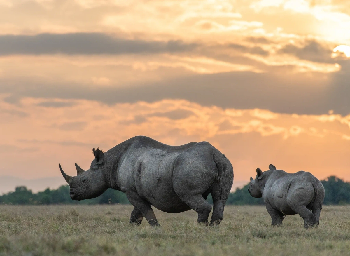 Black-rhino-calf-2.webp