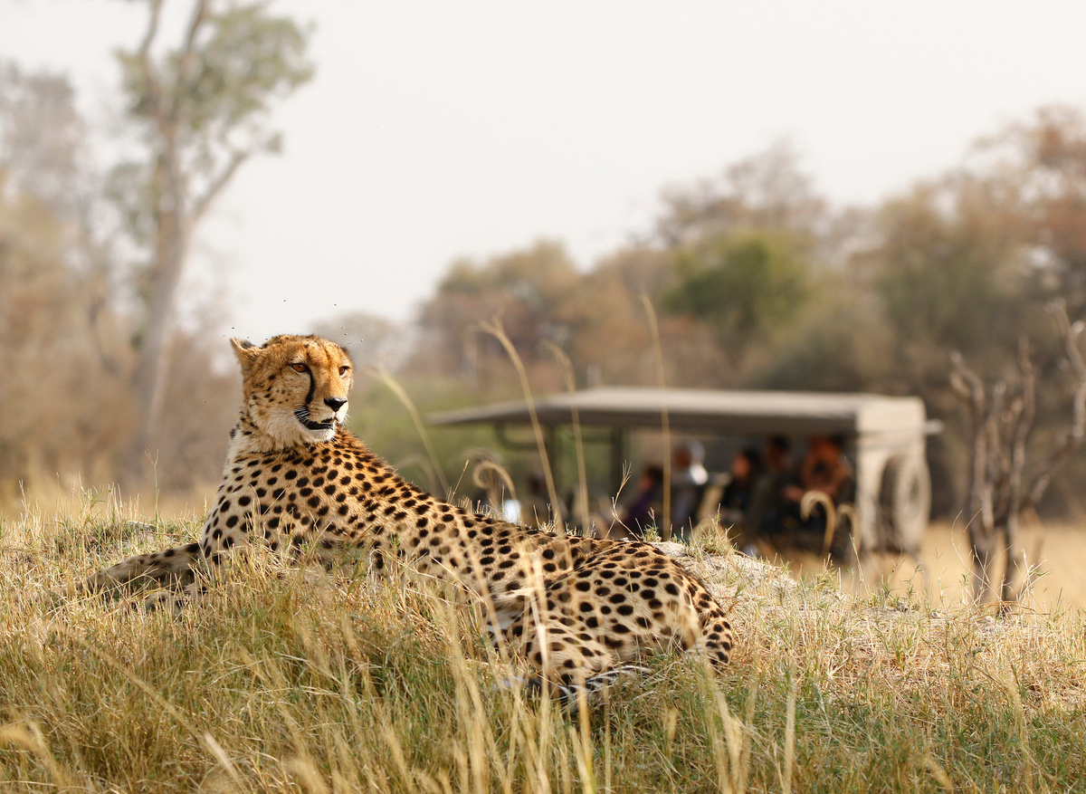 Discover Africa - Cheetah in front  of safari vehicle