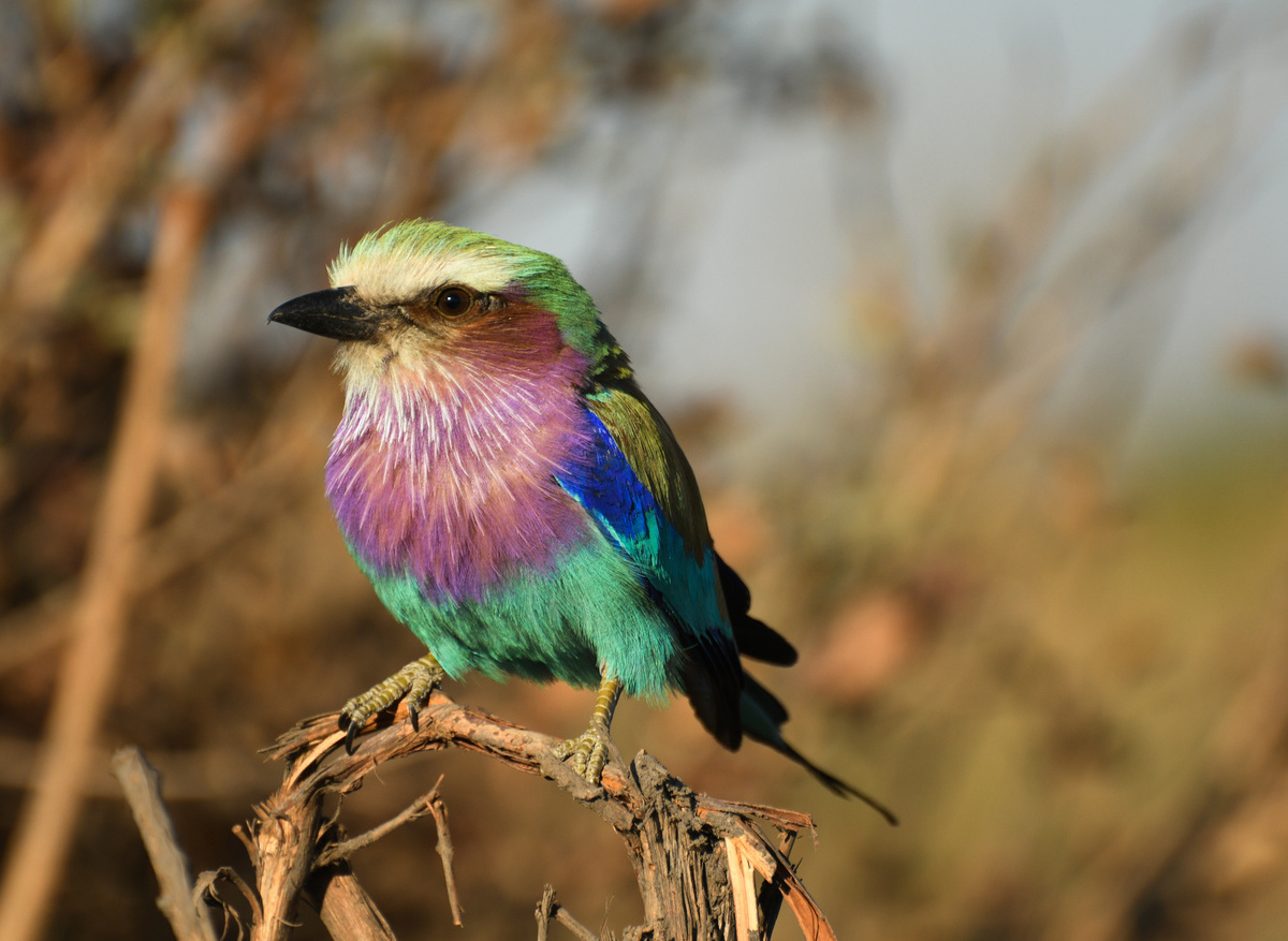 Lilac-Breasted Roller in Akagera National Park