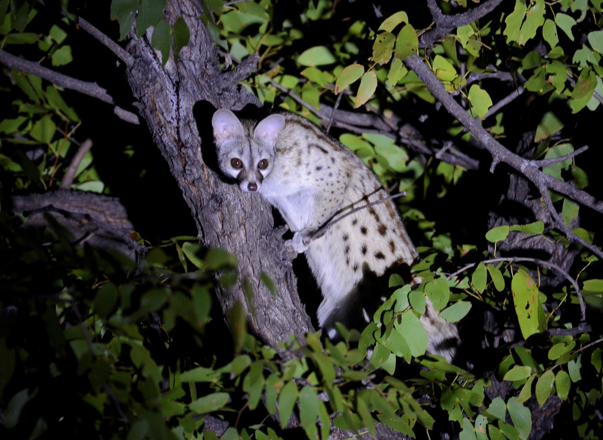 CampHwange_game_viewing_06