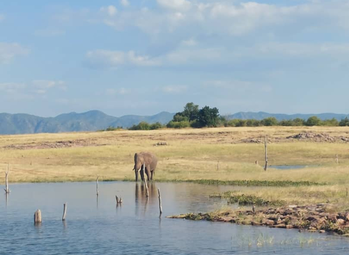 Fothergill Ele Shoreline.jpeg