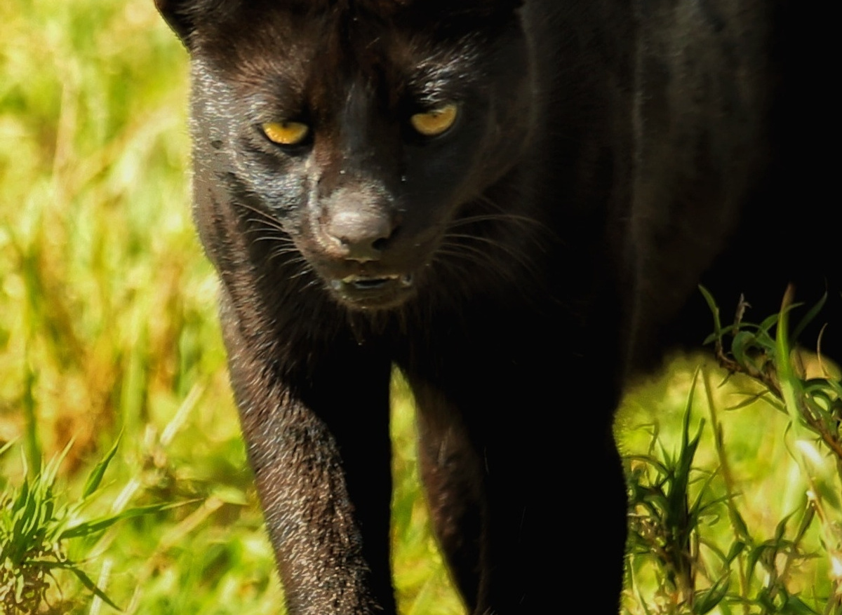 a very special Serval Cat