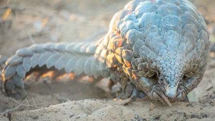 Pangolin+1_Credit+Helena+Atkinson.jpg 1