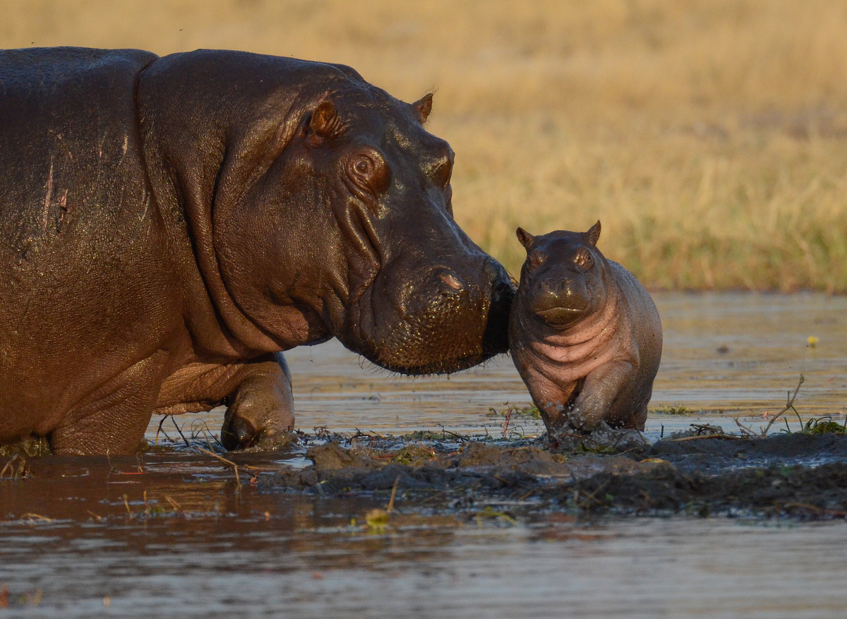 CampHwange_game_viewing_09