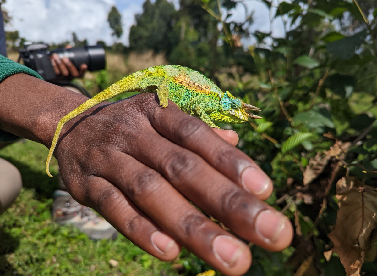 Chameleon near Mt. Gahinga Lodge