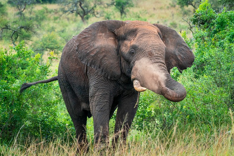 63BB-wilderness-safaris-magashi_rwanda.jpg