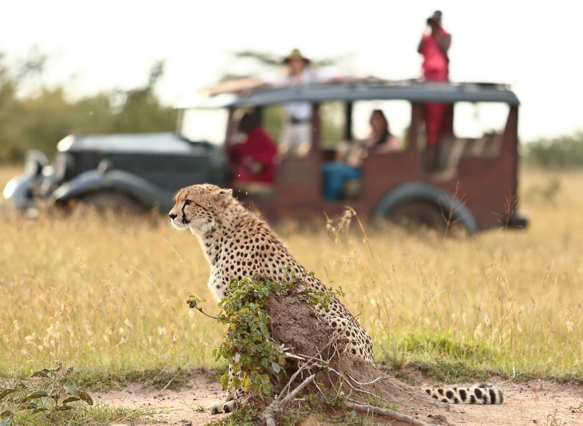 Cottars- Safaris Game Drive Experience
