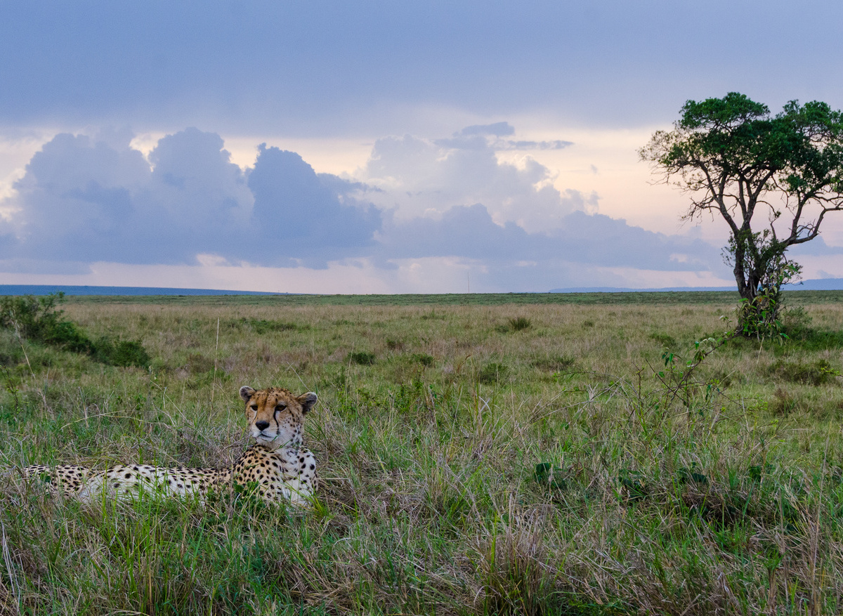 Cheetah and tree.jpg