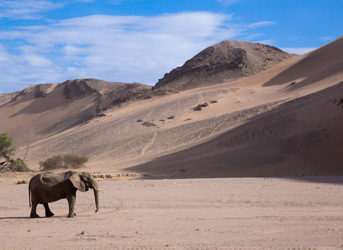 Desert adapted Elephant
