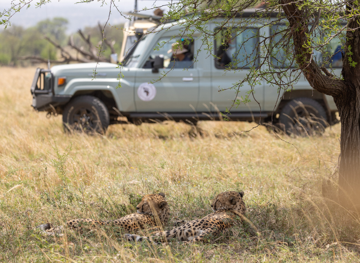 Safari With Safari Soles