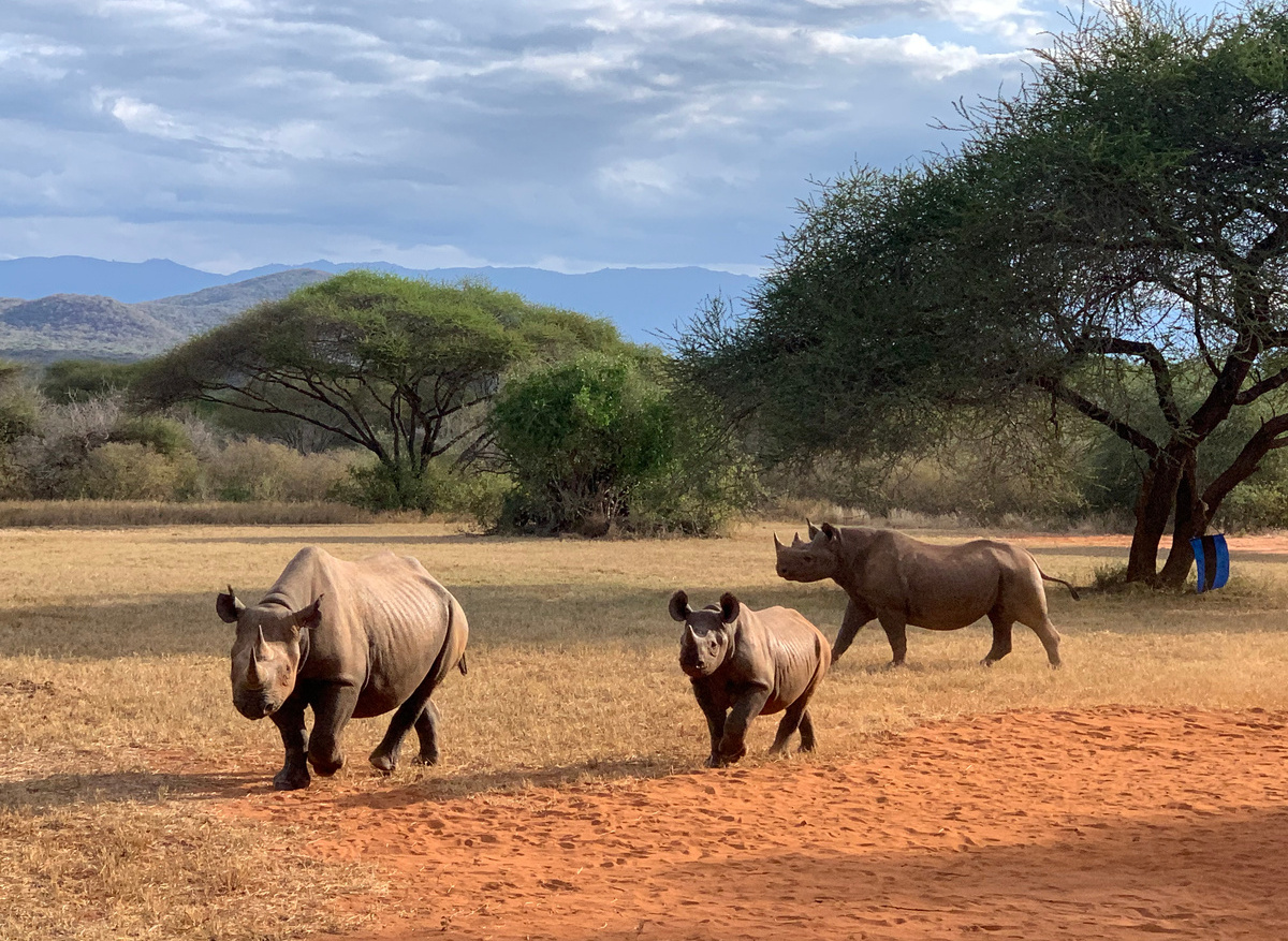 Rhinos - Mkomazi National Park
