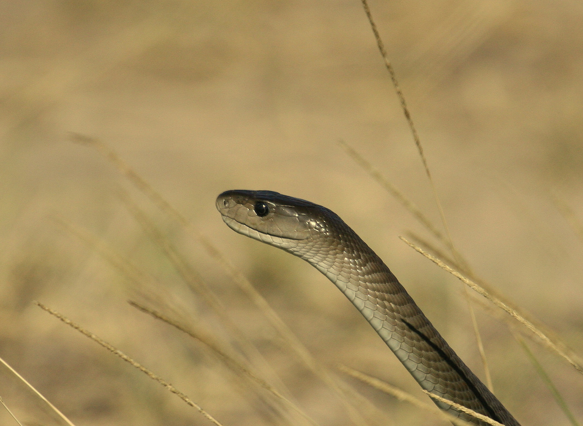 Black Mamba