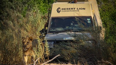 desert lion car (2500x1667).jpg