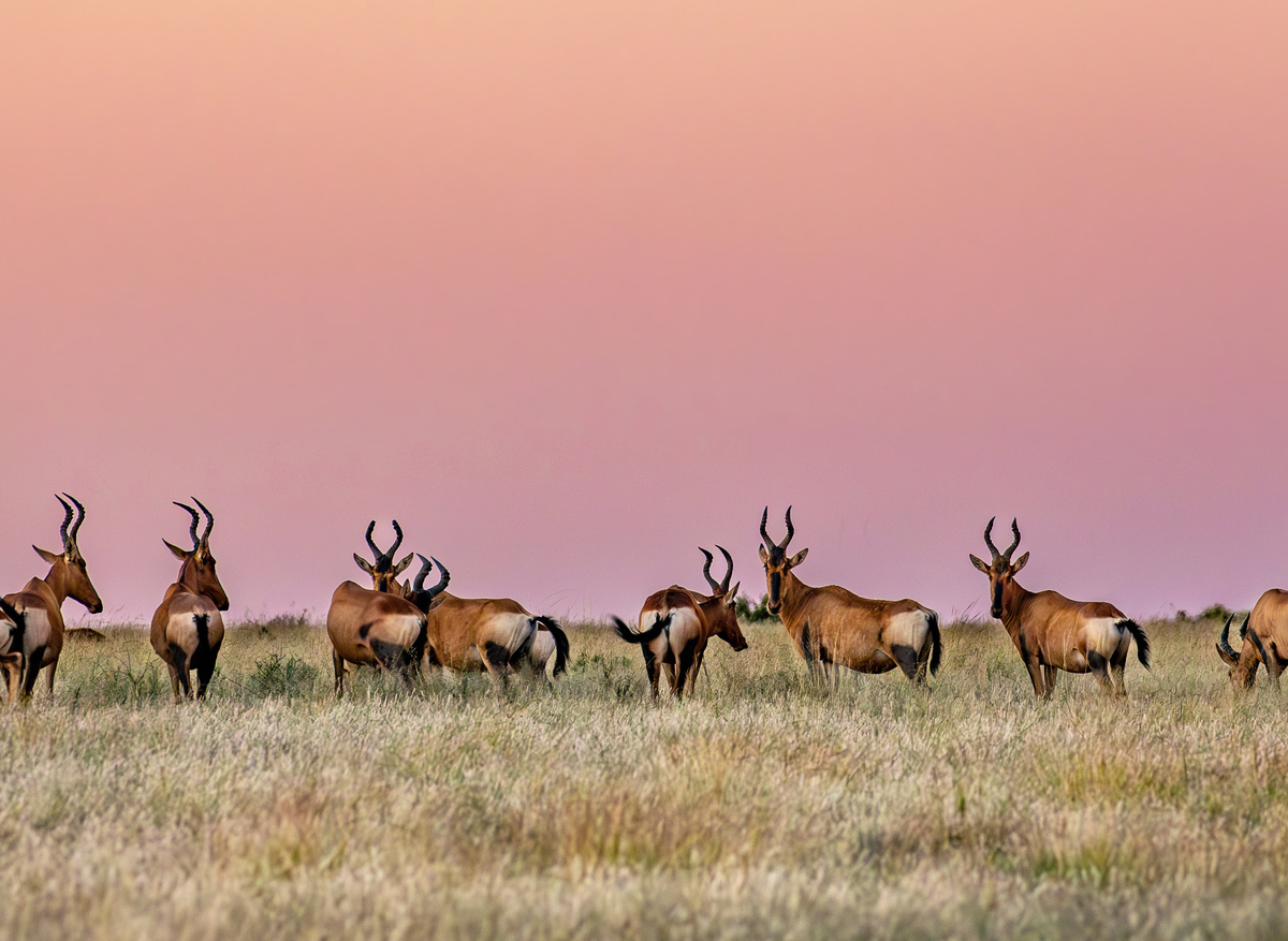 Wildlife- Hartebeest 