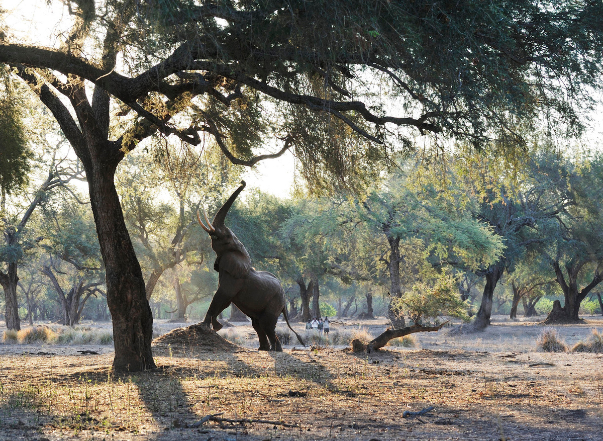 OM walk ele reaching up.jpg