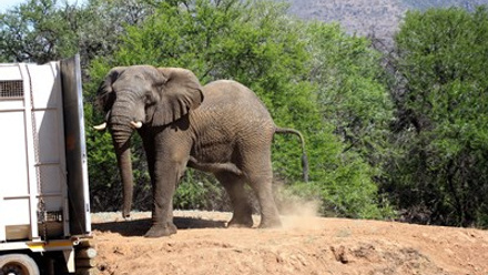 elephant-mvula-released-Samara-exits-truck-backwards-copyright-julius-mkhize-Samara.jpg