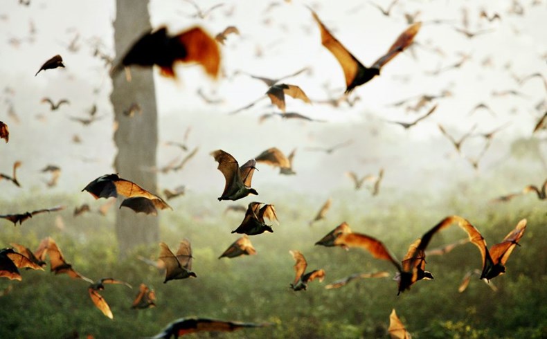 680D-sunrise-bats.jpg