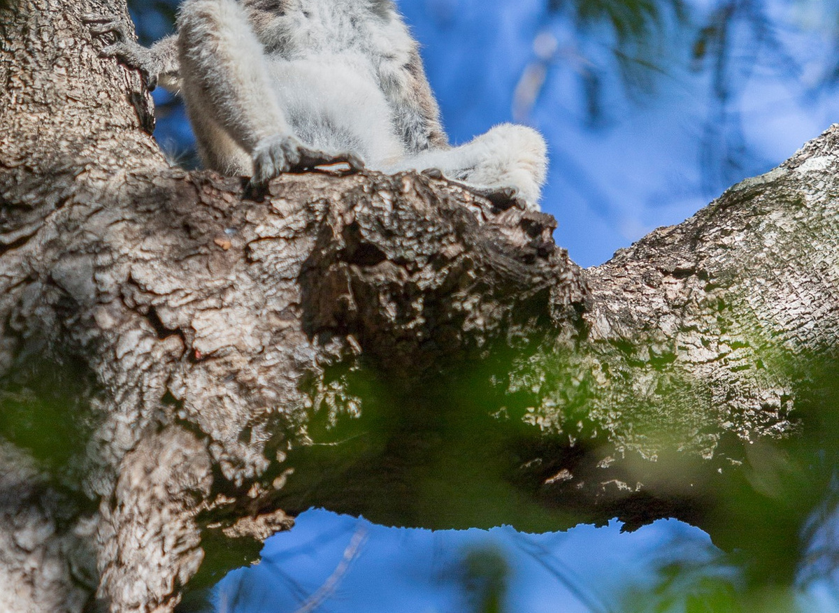 Mandrare River Camp - Forest Walks (5).jpg