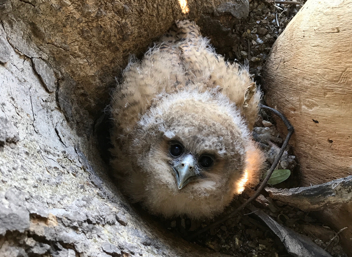 Pel's Fishing Owl Chick