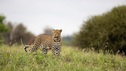 mashatu-green-58.jpg