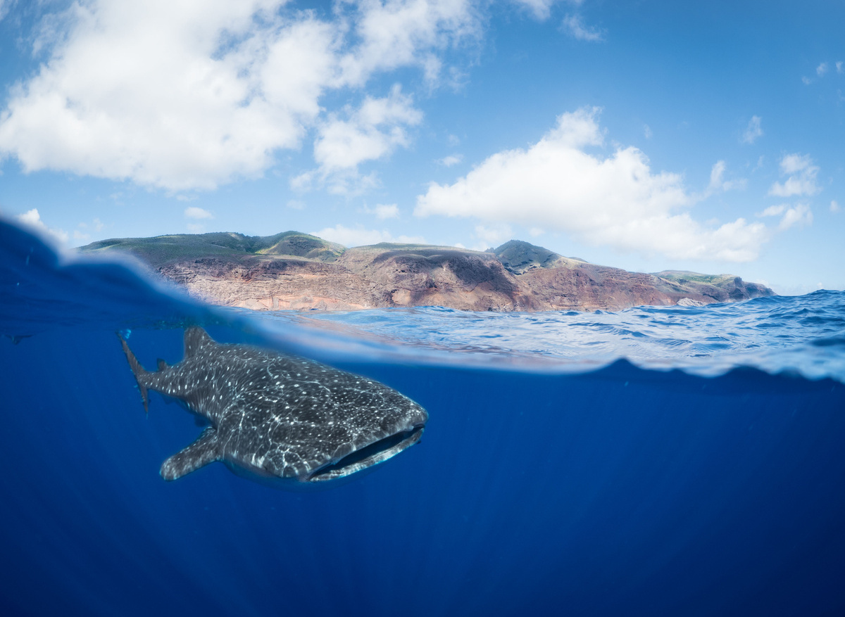 A whale shark off St Helena's coast. Photo by Beth Taylor.jpg