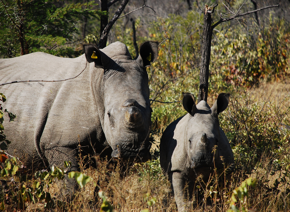 Square Lipped Rhinoceros Matopos National Park