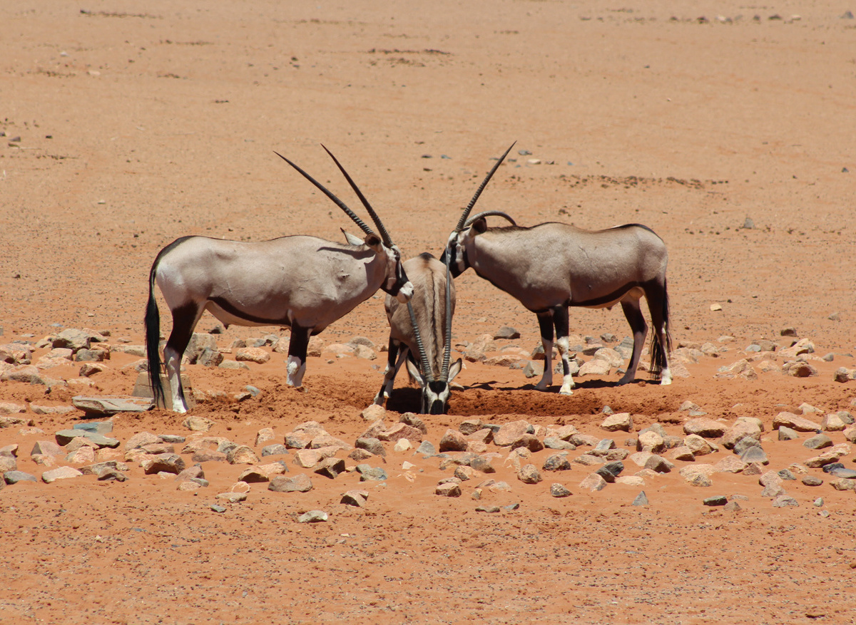 Oryx