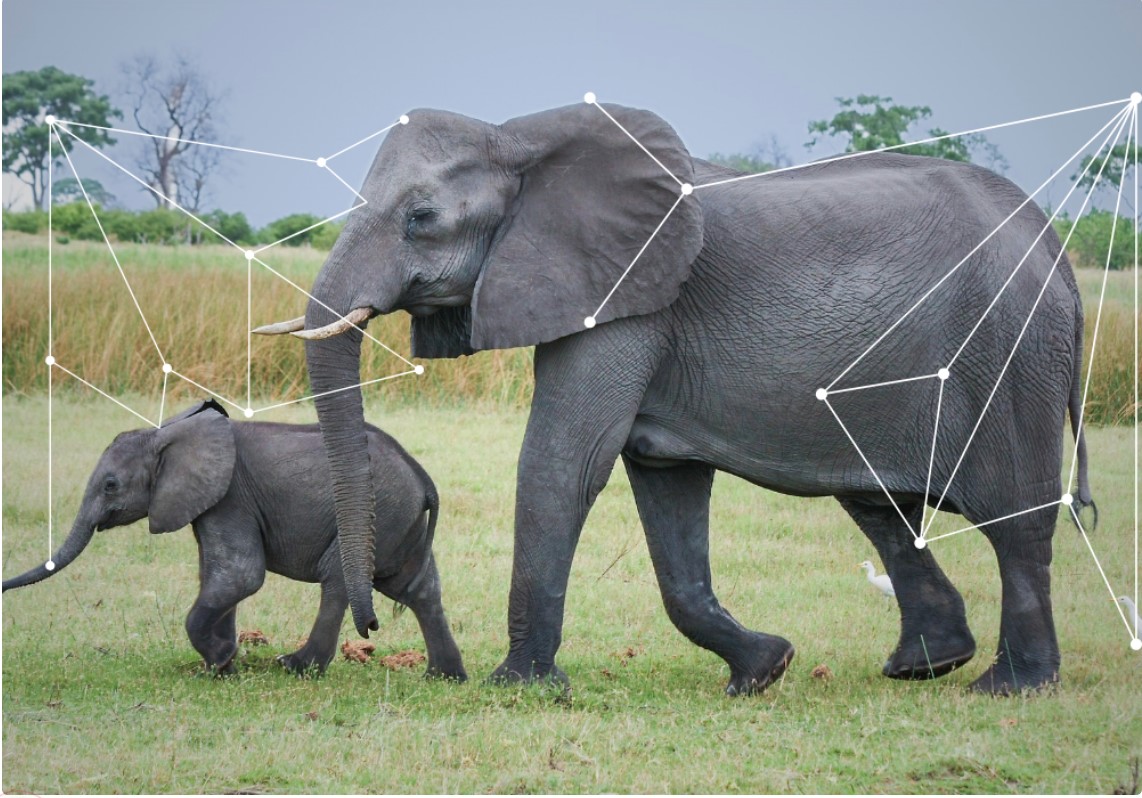 Elephant tracking.jpg