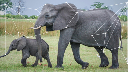 Elephant tracking.jpg