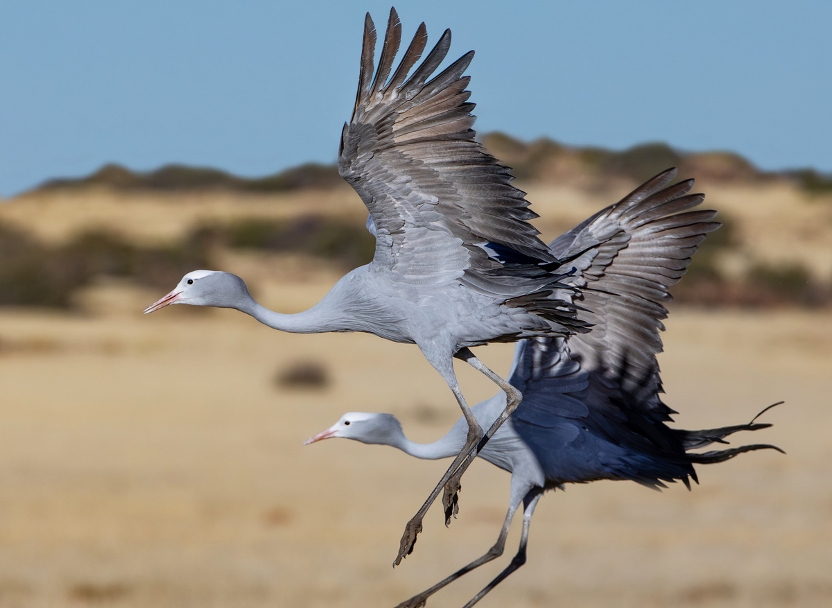 Wildlife- Blue Crane