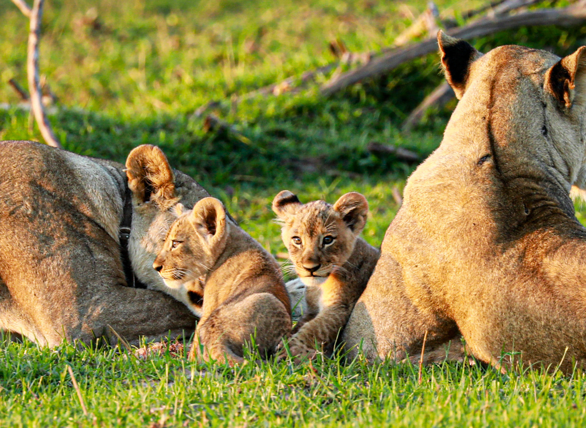Liwonde Lions.jpeg