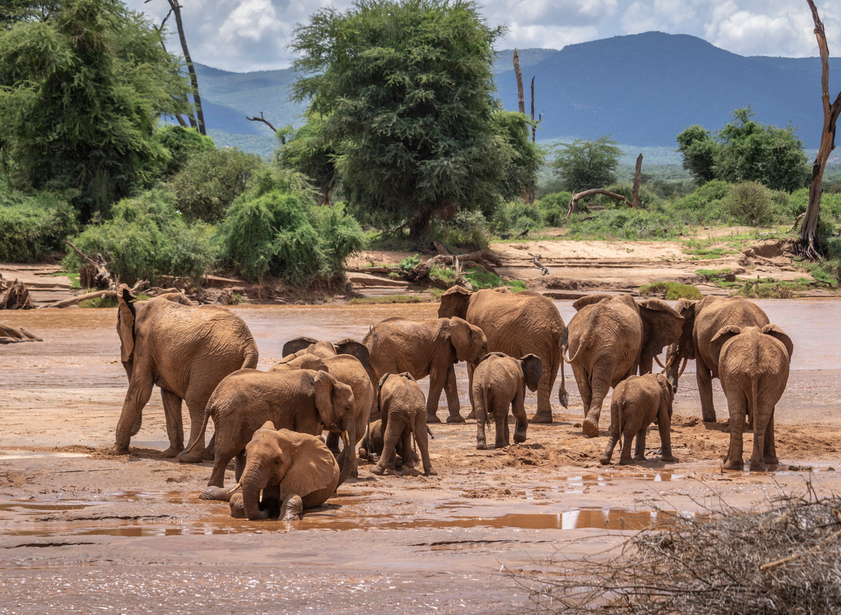 ELEPHANT WATCHING