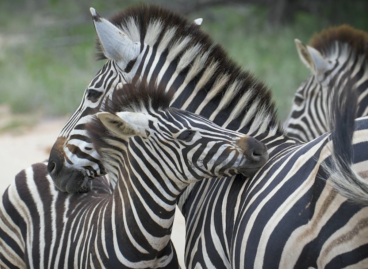 Zebra 1.jpg