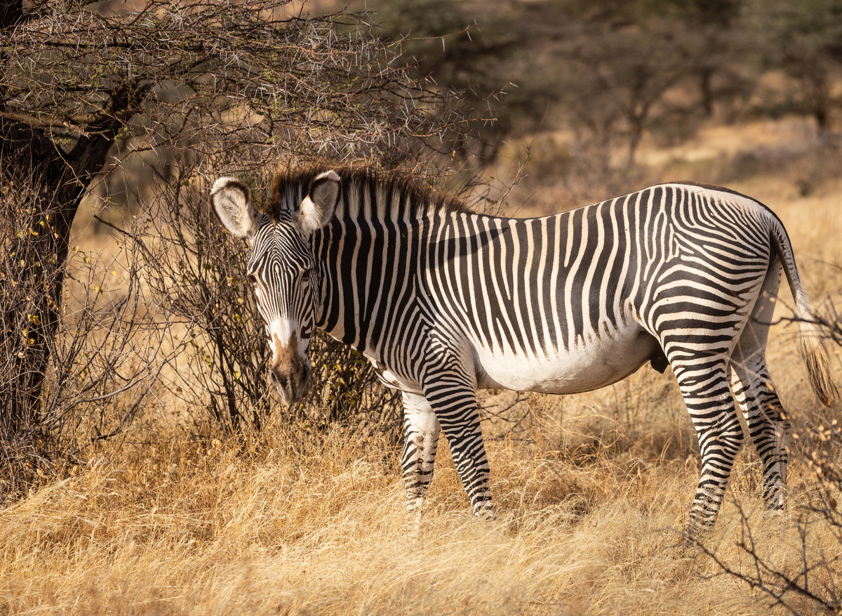 Grevy'z Zebra at Sasaab