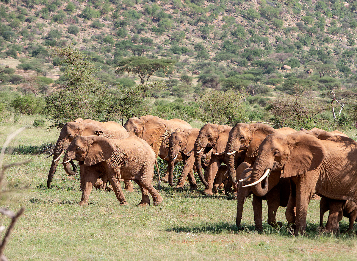 Samburu elephants - Kenya 