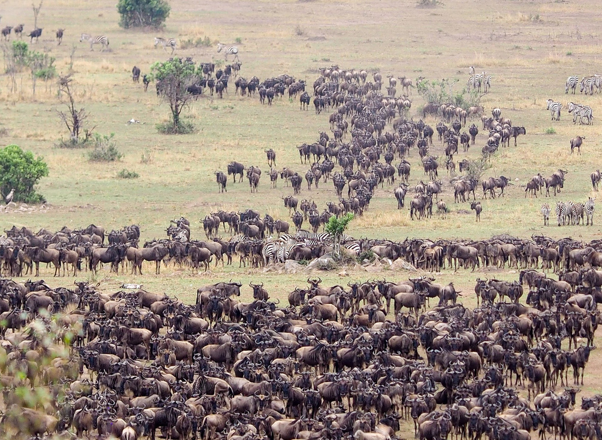 Great migration