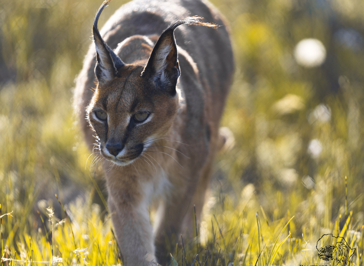 Caracal Max
