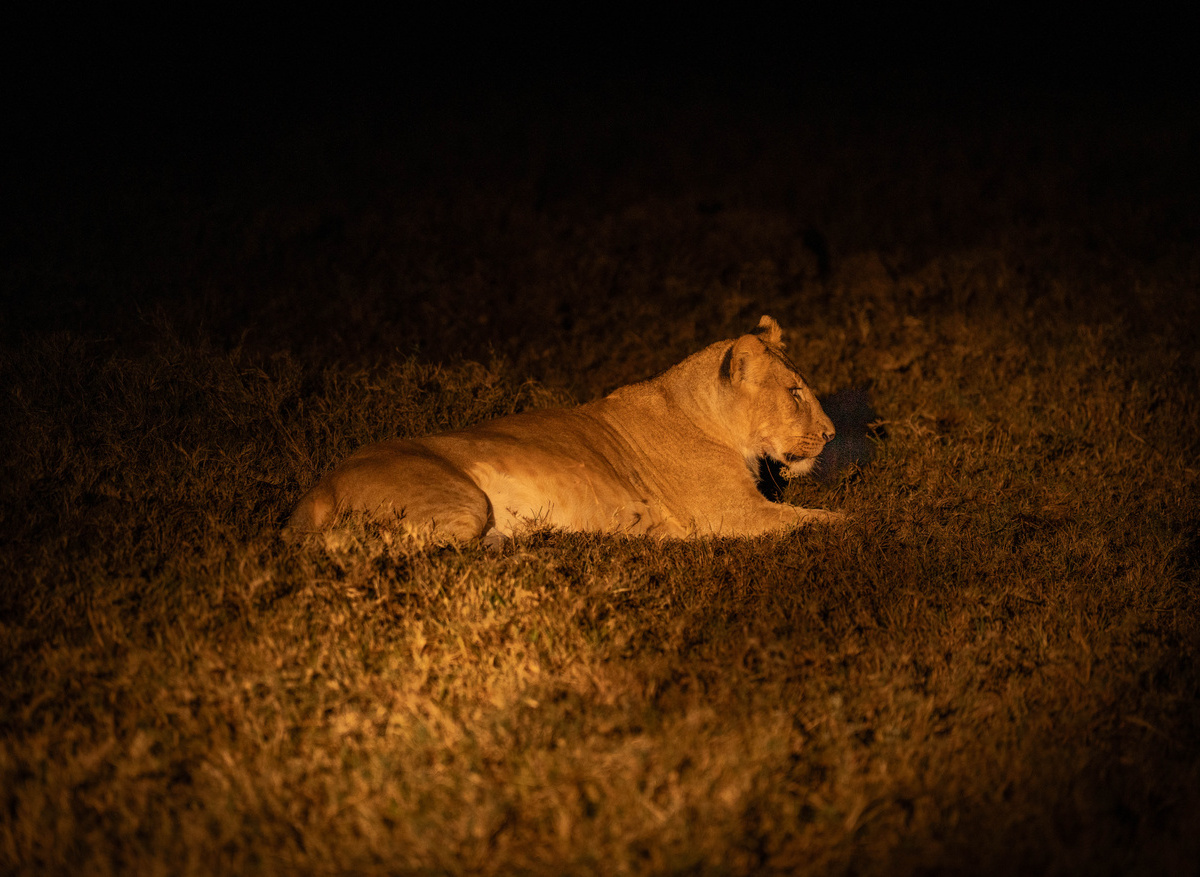 Night Game Drive (Lion).jpg