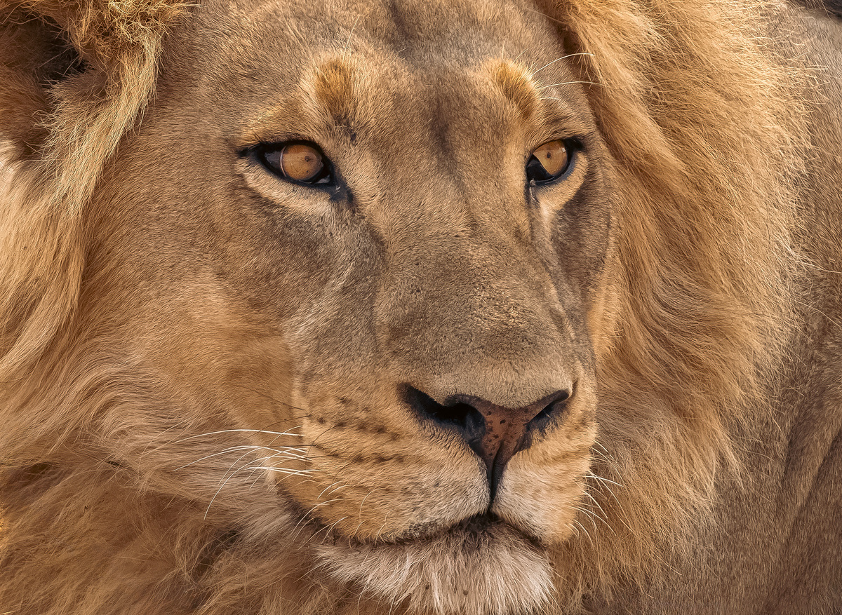 Male Lion - Mana Pools, Zimbabwe