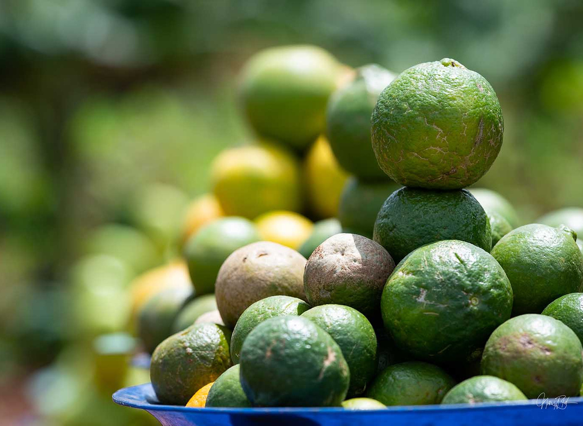 Organic Fresh Fruits