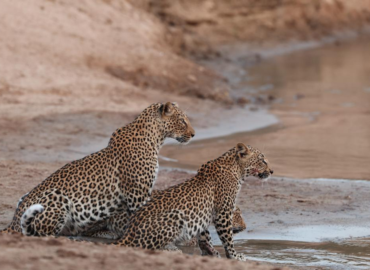 Leopards, taken from the Hippo Hide