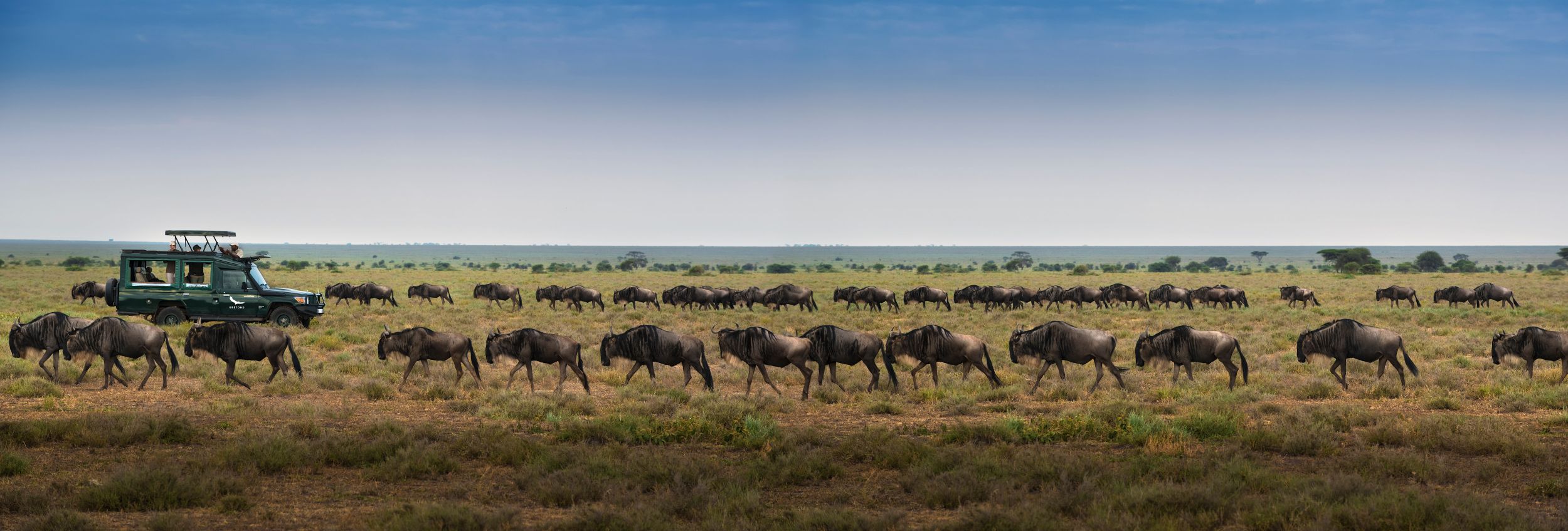 Tanzania-Serengeti-under-canvas-cunvas-experience-game-drive-great-migration-wildebeest-1-high-desolution-width = 5000px.jpg