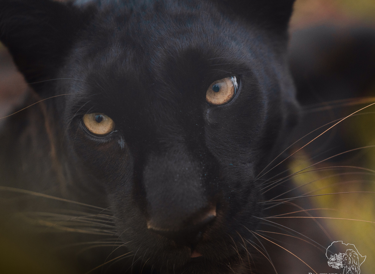 Black Leopard Pardus