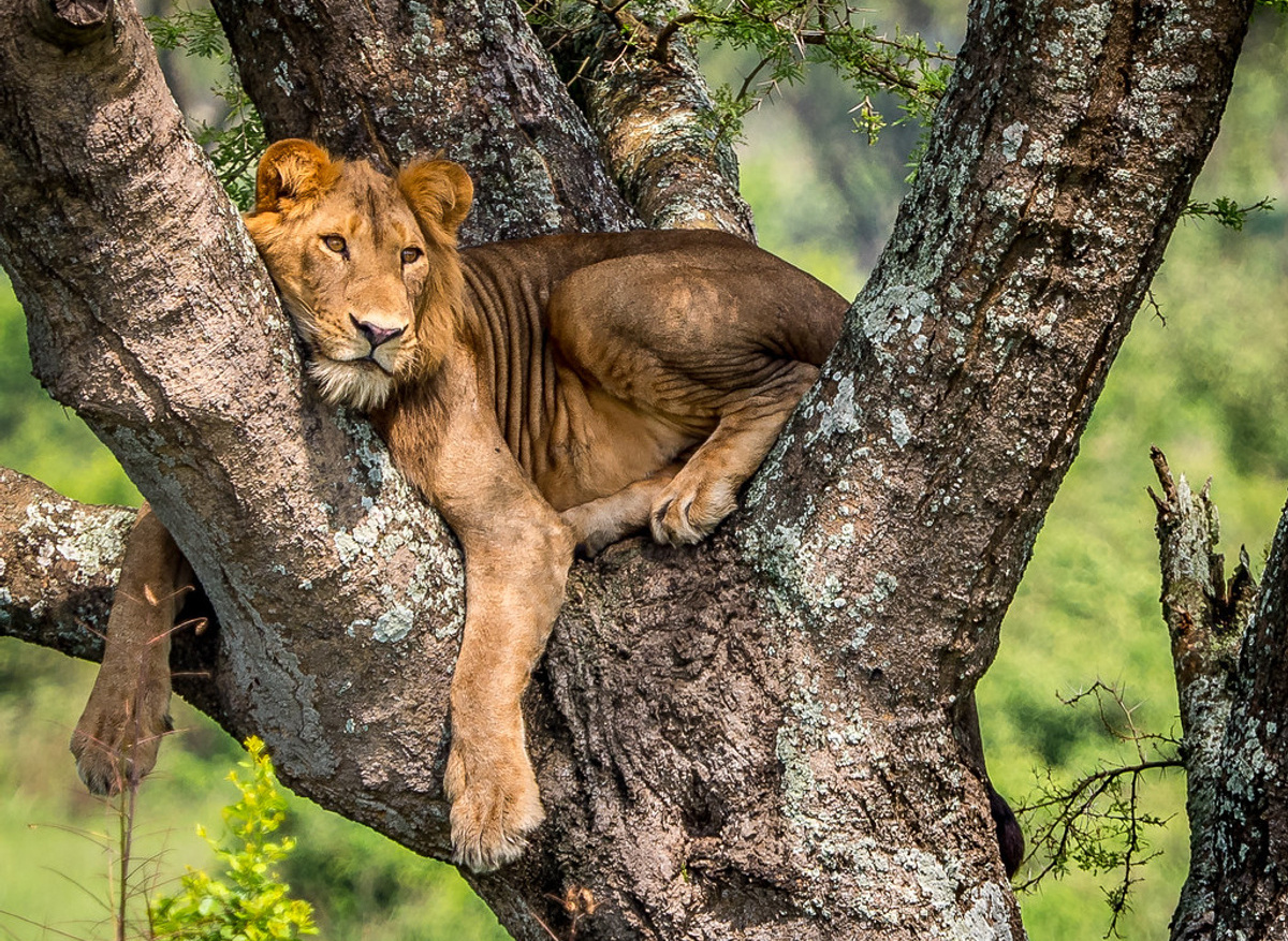 Tree Climbing lion