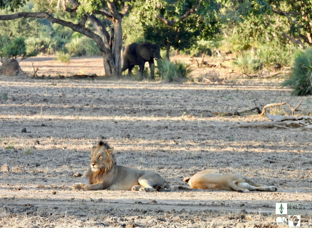 Zamag Safaris Lower Zambezi.jpg